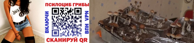 Псилоцибиновые грибы GOLDEN TEACHER  закладка  Дорогобуж 